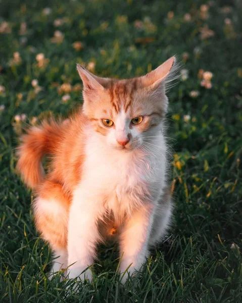 一只可爱的橙色猫在明亮的阳光下坐在草地上的垂直镜头 — 图库照片