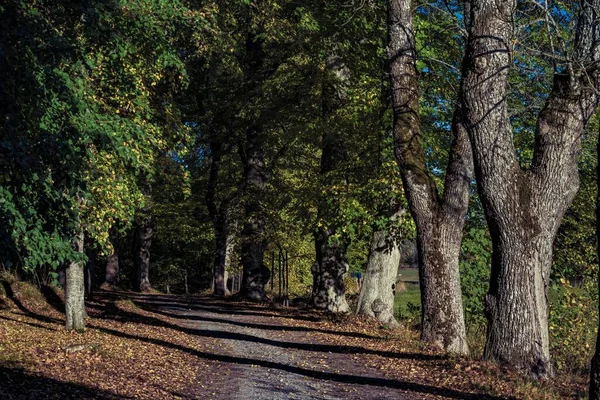 Ein Weg Zwischen Bäumen Die Mit Laub Und Herbstblättern Bedeckt — Stockfoto