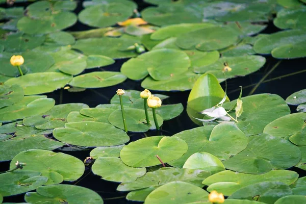 Egy Gyönyörű Liliom Virágokat Zöld Leveleket Tesz Vízbe — Stock Fotó