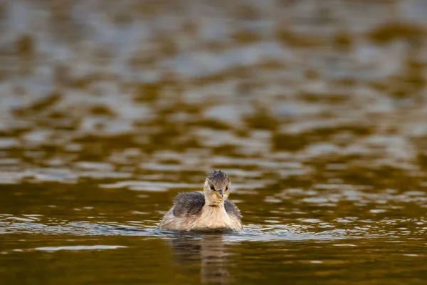 Tiro Close Pouco Lubrificante Tachybaptus Ruficollis Flutuando Corpo Água — Fotografia de Stock