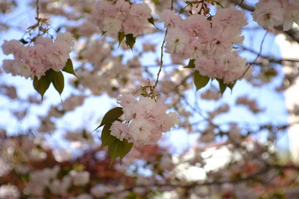 日本樱花在天空中绽放的特写镜头 — 图库照片