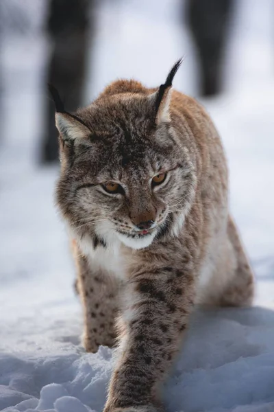 Bir Avrasyalı Vaşak Lynx Vaşak Karda Yürüyor — Stok fotoğraf