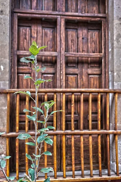 Eine Vertikale Aufnahme Der Pflanze Mit Grünem Laub Gegen Das — Stockfoto