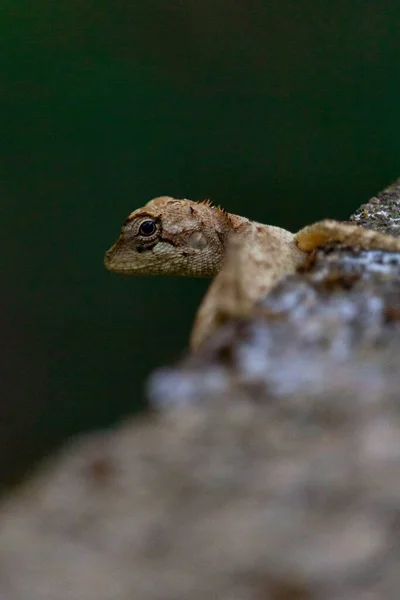 Een Selectieve Focus Van Een Oosterse Tuinhagedis Die Een Rots — Stockfoto