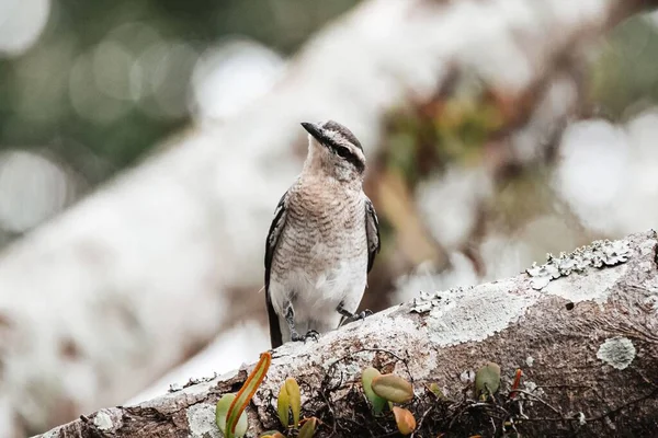 Stromě Sedí Selektivní Snímek Dlouhoocasého Ptáka Mimus Longicaudatus — Stock fotografie
