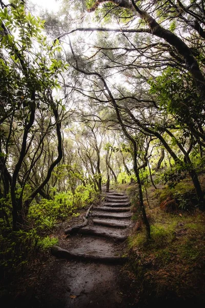 Yoğun Yeşil Bir Ormanda Güzel Bir Patika Manzarası — Stok fotoğraf