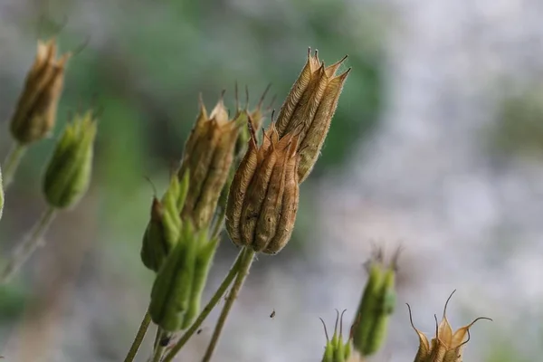 Bahçedeki Çiçek Tohumu Başlarının Yakın Çekimi — Stok fotoğraf