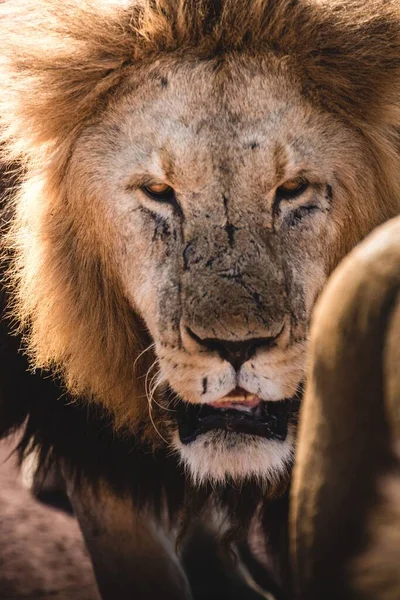 서식지에서 사자의 — 스톡 사진