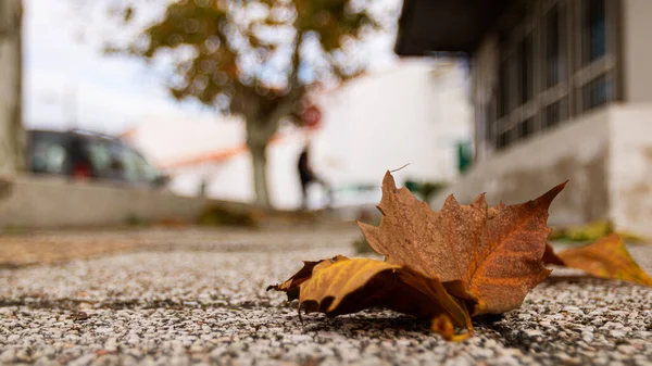 Μια Κοντινή Λήψη Ξηρών Φύλλων Στο Έδαφος — Φωτογραφία Αρχείου