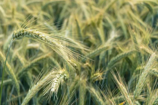Getreide Nahaufnahme Eines Feldes — Stockfoto