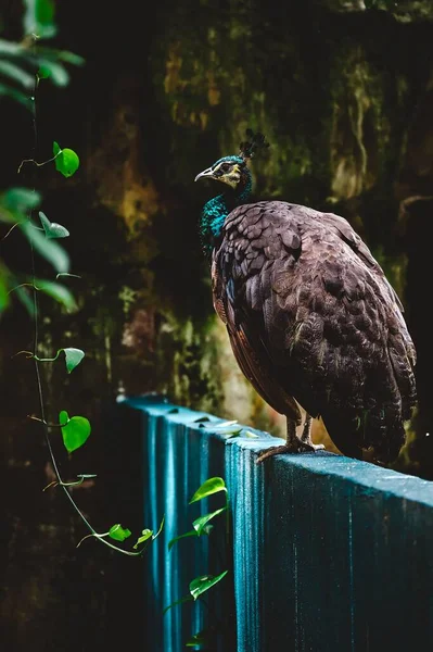Çitte Pavo Kristali Olan Dişi Bir Hint Peafowl Unun Dikey — Stok fotoğraf