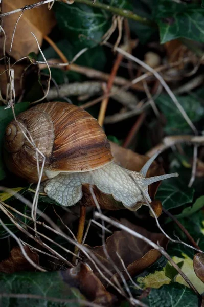 Ένα Κοντινό Πλάνο Του Snail Ground Πράσινα Και Ξηρά Φύλλα — Φωτογραφία Αρχείου