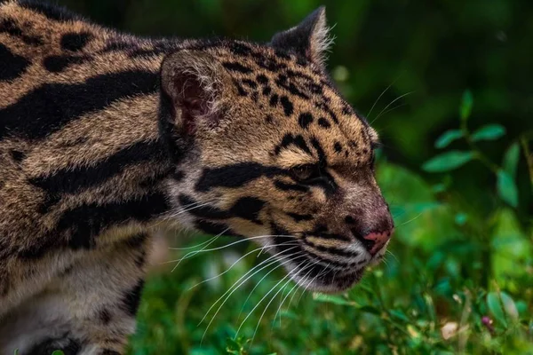 Detailní Záběr Zamračeného Leoparda Hledícího Izolovanému Zeleném Pozadí Přírody — Stock fotografie