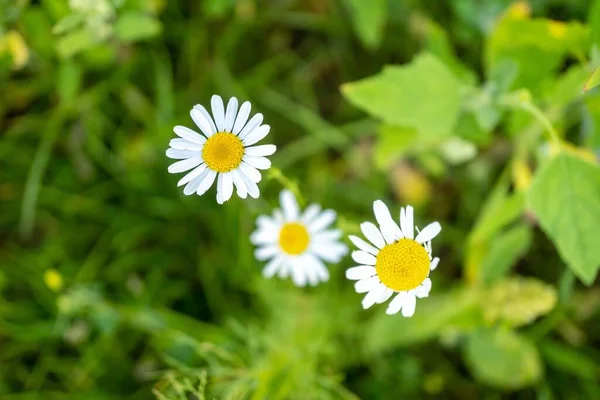 Close Flores Brancas Margarida Fundo Borrado — Fotografia de Stock