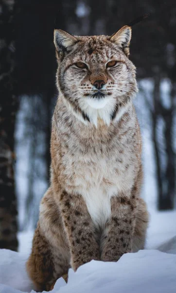 Ein Eurasischer Luchs Lynx Lynx Läuft Auf Schnee — Stockfoto