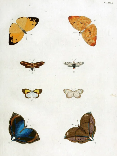 Μια Κάθετη Εικόνα Του 19Ου Αιώνα Vintage Πολύχρωμες Πεταλούδες — Φωτογραφία Αρχείου