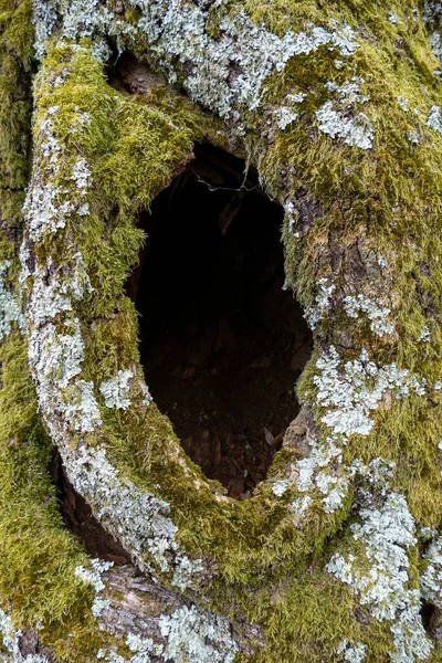 Una Vista Vertical Árbol Hueco Una Cavidad Árbol Vivo —  Fotos de Stock