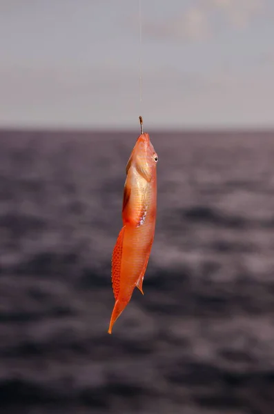 Havsfisk Krokad Över Blå Atlanten — Stockfoto