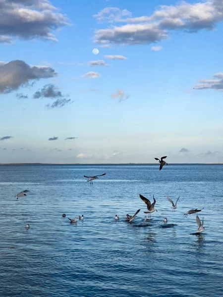Flock Seagull Birds Fly Sea —  Fotos de Stock