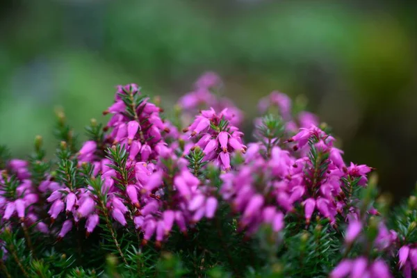 Delikatne Purpurowe Erica Kwiaty Niewyraźne Naturalne Tło — Zdjęcie stockowe