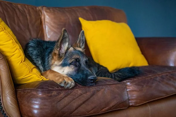 Großaufnahme Eines Schäferhundes Der Auf Einem Sofa Ruht — Stockfoto