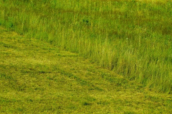 半芝生 牧草地を持つ畑の閉鎖 — ストック写真