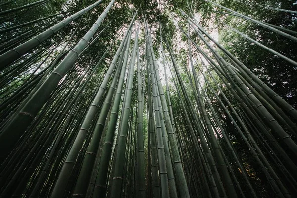 A low-angle shot of the bamboo trees in Arashiyama Bamboo Grove, Kyoto Japan