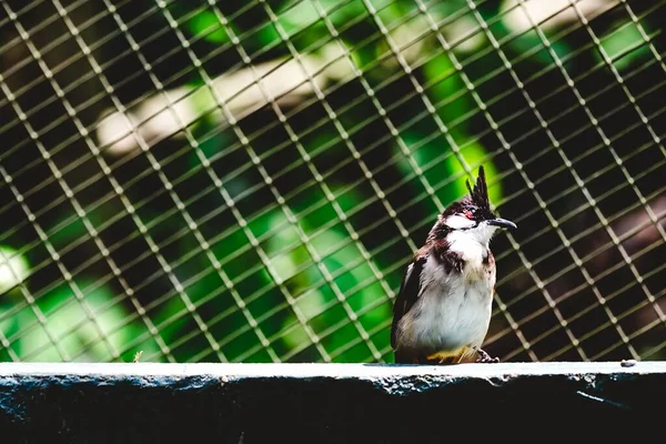 Ein Rotschnurrbart Bulbul Vogel Der Allein Zaun Käfig Hockt — Stockfoto