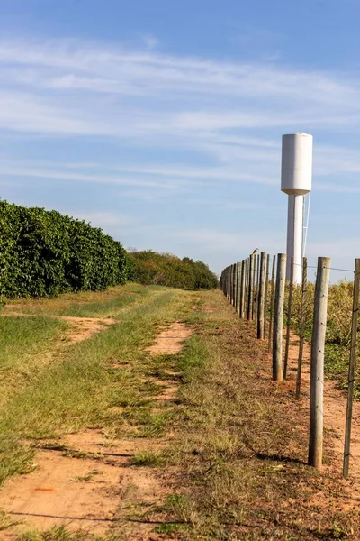 Kaffeeplantage Mit Wassertank Neben Zaun Auf Einer Farm Brasilien — Stockfoto