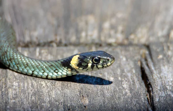 Close Com Uma Cobra Natrix Natrix Cobra Grama Natureza Réptil — Fotografia de Stock