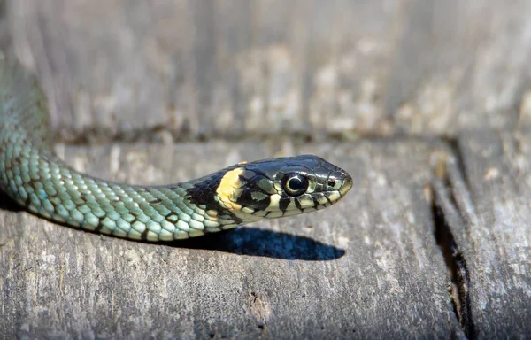 Primo Piano Con Serpente Natrix Natrix Serpente Erba Natura Rettile — Foto Stock