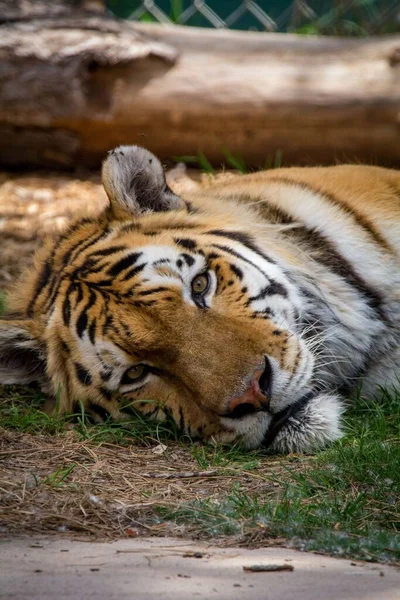 Hayvanat Bahçesindeki Kaplanın Dikey Görüntüsü — Stok fotoğraf