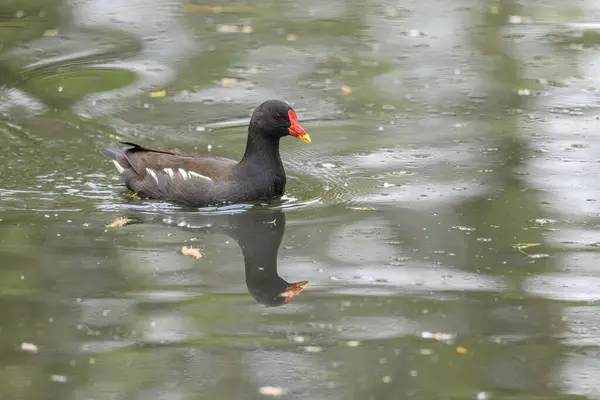 Крупный План Красивой Серой Утки Плавающей Воде Отражающей — стоковое фото