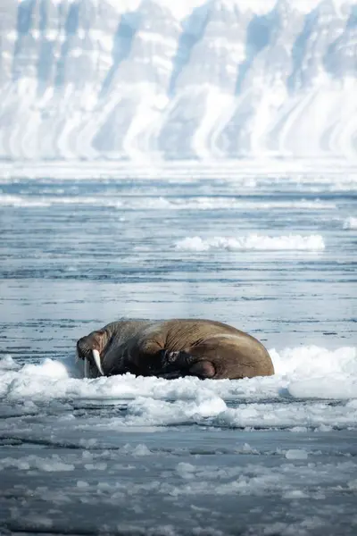 Een Enorme Walrus Liggend Een Besneeuwd Veld — Stockfoto