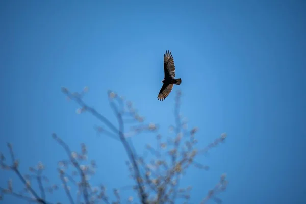 Mavi Gökyüzünde Uçan Görkemli Bir Akbabanın Alçak Açılı Görüntüsü — Stok fotoğraf