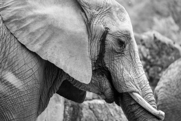 A grayscale shot of an African bush elephant on a blurred background in the safari