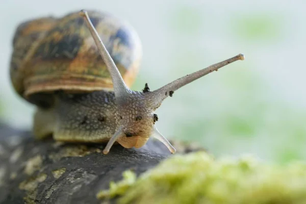 一只蜗牛爬到树干上的特写镜头 — 图库照片