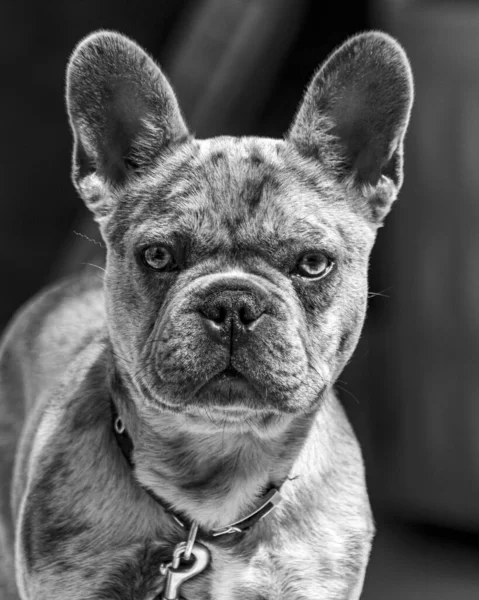 Bulanık Arka Planda Bir Fransız Bulldog Unun Gri Tonlu Portresi — Stok fotoğraf