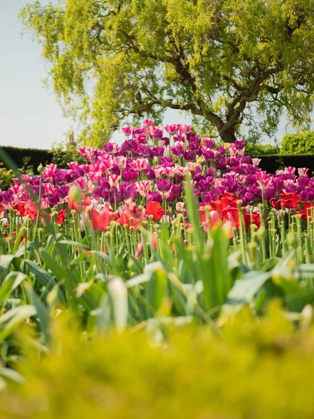 Zbliżenie Strzał Rośnie Kolorowe Tulipany Ogrodzie — Zdjęcie stockowe