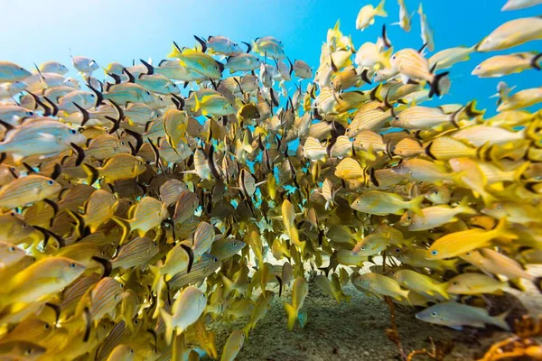 Gruppo Pesci Nell Oceano Sott Acqua — Foto Stock