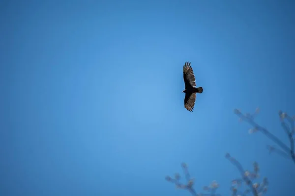 Mavi Gökyüzünde Uçan Görkemli Bir Akbabanın Alçak Açılı Görüntüsü — Stok fotoğraf