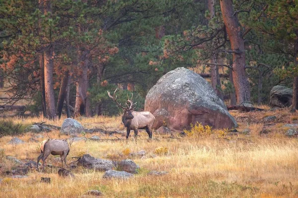 Bugling Bull Elk Colorado Rockies Morning High Mountain Meadow — Stock Photo, Image