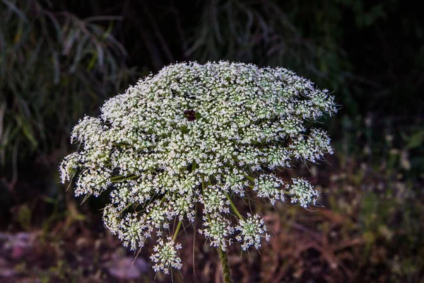 Gros Plan Des Fleurs Plante Carambole — Photo