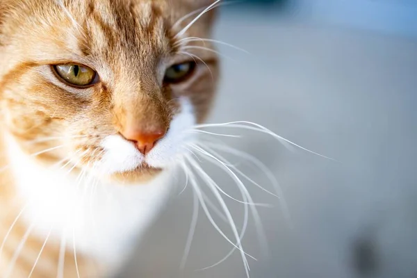 Närbild Orange Och Vit Tabby Cats Söta Ansikte — Stockfoto