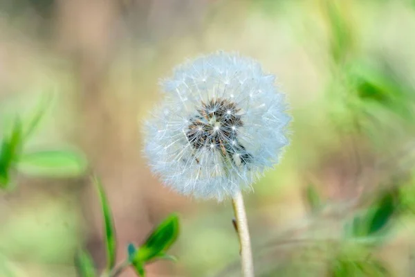 Närbild Bild Bild Maskros Frön Suddig Bakgrund — Stockfoto