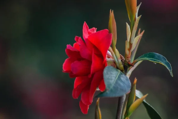 Крупним Планом Знімок Червоної Троянди — стокове фото