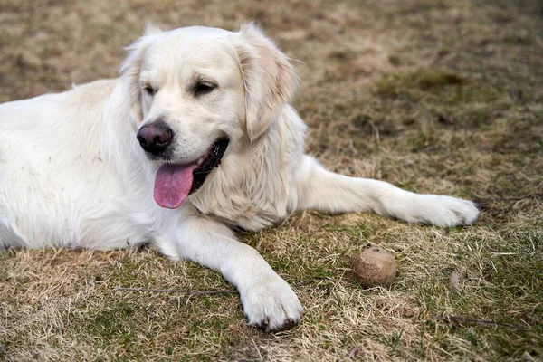 Słodki Biały Golden Retriever Język Leżący Suchej Trawie Piłką — Zdjęcie stockowe