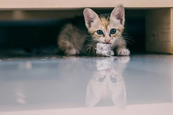 一只可爱的小猫在地板上玩一个有倒影的玩具 — 图库照片