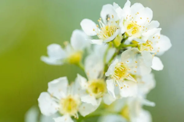 Closeup Shot Blossomed Cherry Tree Flowers Blurred Background — Stock Photo, Image