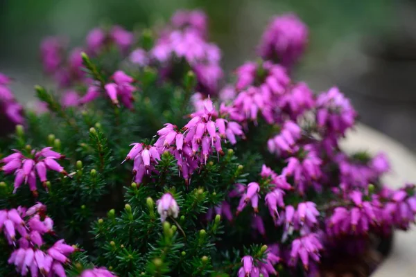 Piękne Kwiaty Purpurowej Erica Kwitnące Ogrodzie — Zdjęcie stockowe